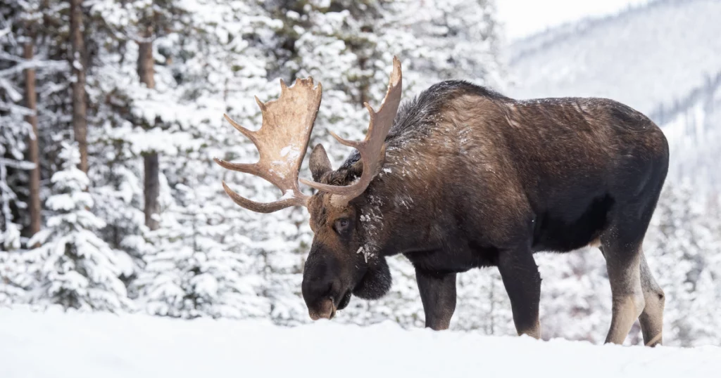 photo d'un voyage en famille au canada qui représente un orignal dans la neige